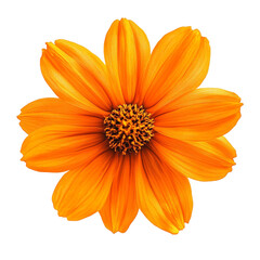 Obraz premium Vibrant Orange Flower Bright Petals Sunny Delightful Bloom