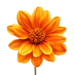 Obraz premium Vibrant Orange Dahlia Blooming Joyfully Bright Sunlit Petals