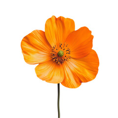 Vibrant Orange Poppy Flower Bright Colors Bold Design