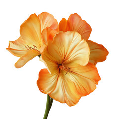 Stunning orange lilies vibrant petals delicate beauty bright colors nature's artistry