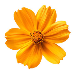 Obraz premium Vibrant Yellow Flower Blooming Bright Sunny Day Delightful Nature
