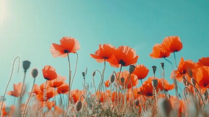 Obraz premium Beautiful red poppies blooming beneath a bright clear turquoise sky