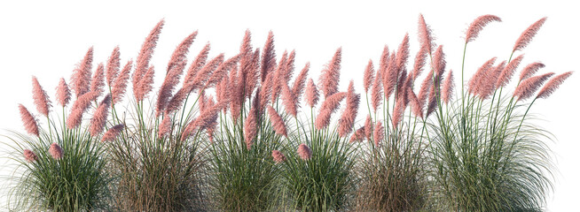Set of Cortaderia selloana rosea (Pampas grass Rosea) isolated frontal png on a transparent background perfectly cutout