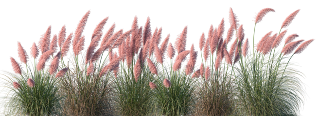 Set of Cortaderia selloana rosea (Pampas grass Rosea) isolated frontal png on a transparent background perfectly cutout