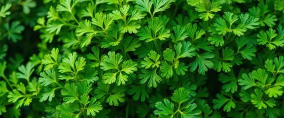 Intricate network of feathery coriander leaves, vibrant green hues, backdrop,  illustration