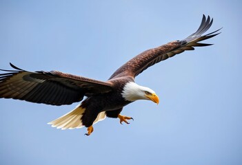 Obraz premium Majestic bald eagle soaring, wings outstretched, talons extended, sky, wildlife