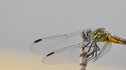 dragonfly close up