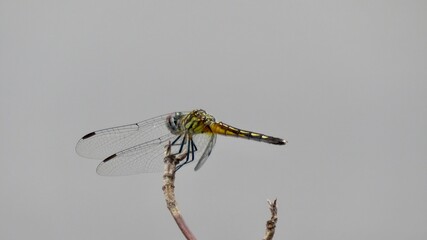 close up of dragonfly