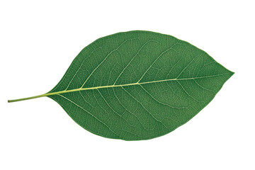 Obraz premium Detailed green leaf with visible veins on black background, cut out