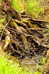 Exposed Tree Roots by Stream in Lush Forest Surroundings