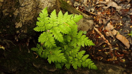 Young Fern Growing at the Base of a Tree in Forest Understory