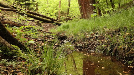 Eroded Stream Bank in Grassy Meadow with Exposed Soil Layers