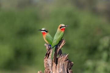 tuli wilderness of botswana: White-fronted bee-eaters (Merops bullockoides) sitting on a branch in the landscape