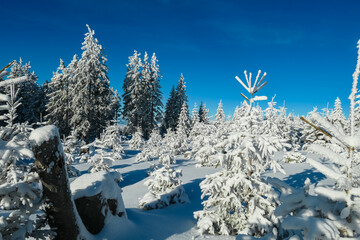 Snow-covered fir trees in serene winter landscape of Teufelstein, Styria, Austria. Untouched snow blanket forest, creating a tranquil alpine scene. Snow laden tree branches in remote Fischbach Alps