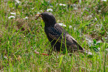 Starling Bird with Food in Beak on Grass in Scandinavia