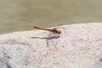 Common Darter Dragonfly Resting on Stone by the Water