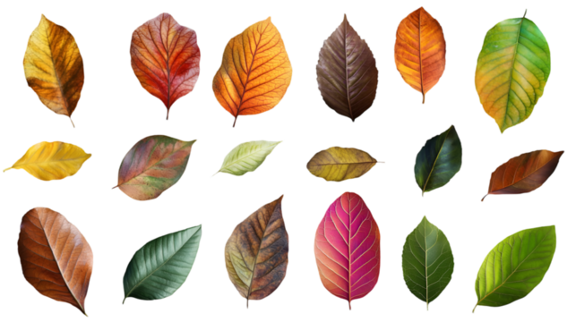 Collection of autumn leaves isolated on transparent background