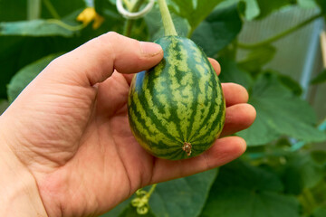 watermelon in hand