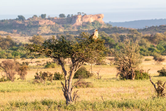 tuli wildernress landscape