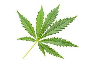 marijuana leaf isolated on white