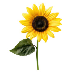 Obraz premium Bright sunflower with yellow petals and green leaves on a transparent background in a natural setting illustrating summer beauty