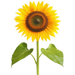 Fototapeta premium Bright sunflower with vibrant yellow petals and green leaves on a transparent background suitable for digital use