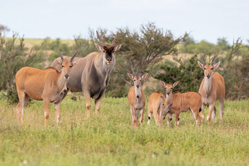 Obraz premium tuli wilderness of botswana
