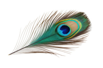 Obraz premium Vibrant peacock feather with eye pattern on black background, cut out