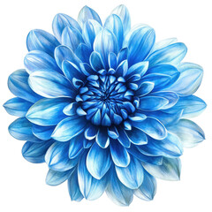 Obraz premium Vibrant blue chrysanthemum bloom on a white background highlighting delicate petals and intricate details, blue flower white background transparent blue chrysanthemum plant clipart