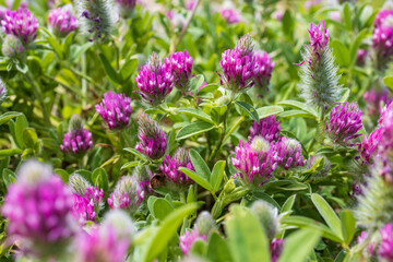 Trifolium albopurpureum is a species of clover known by the common name rancheria clover.