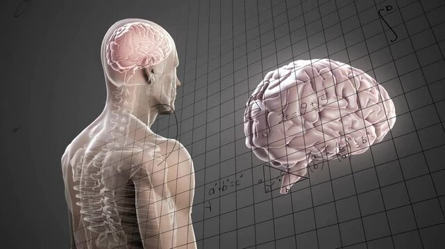 Animation of human anatomy with brain and spine, mathematical equations overlay