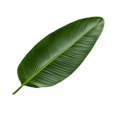 Fototapeta premium Close-up of a glossy, vibrant green tropical leaf, showcasing its textured surface and central vein 