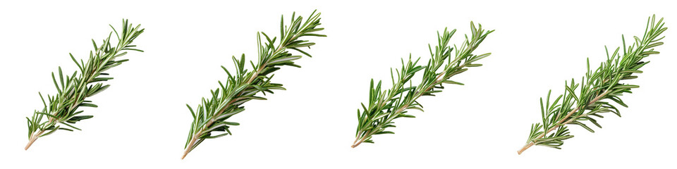 Fototapeta premium Four rosemary sprigs showcase fragrant needlelike leaves and woody stems.