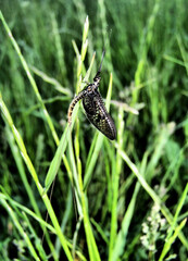 Mayfly (Ephemeroptera) on a blade of grass, macro photography. Details of the insect's structure, transparent wings. Clearly visible abdomen, wings, legs and antennae. Vertical shot.