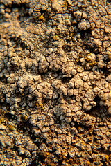 Crustose Lichen Macro with Cracked Structure on Rock Surface