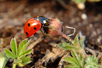 Seven-Spotted Ladybug on Plant Bud in Natural Habitat