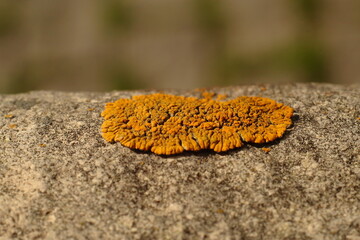 Close-Up of Orange Crustose Lichen Growing on Rock Surface
