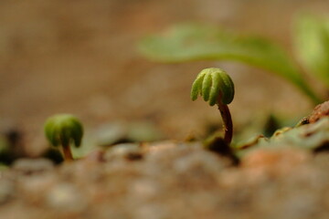 Liverwort