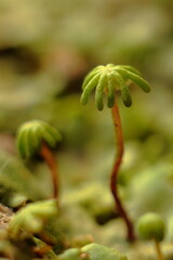 Liverwort
