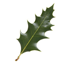 A vibrant green holly leaf with sharp, spiky edges,Its smooth, glossy surface reflects light, enhancing its natural beauty.