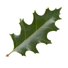 Naklejka premium A vibrant green holly leaf with sharp, spiky edges,Its smooth, glossy surface reflects light, enhancing its natural beauty.