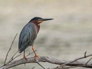 Green heron