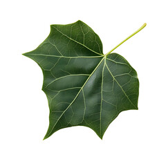 Fototapeta premium Isolated sycamore leaf with intricate veins, showcasing natural beauty. Its vibrant green color and unique shape capture the essence of autumn.