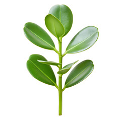 Obraz premium Overhead close-up of a green succulent plant with glossy, rounded leaves sprouting from a slender stem . Simplicity in nature.