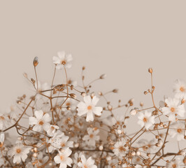 Smoke flower twig. Fog nature horizontal copy space beige background.