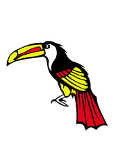 toucan oiseaux  plume