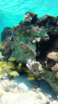 Dynamic Coral Ecosystem with Purple Sea Fan, Yellow Grunts, a Black Durgon, and a Sea Urchin, Covered in Brown Algae on a Rocky Seabed in Cozumel's Clear Turquoise Waters