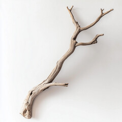 Obraz premium Natural dried driftwood branch isolated on white background