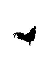 coq dessin