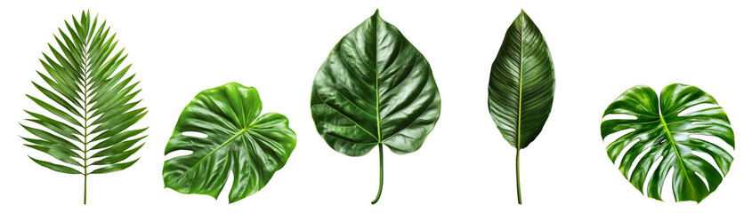 Obraz premium Diverse Collection of Tropical Green Leaves for Nature Lovers, Isolated on Transparent Background